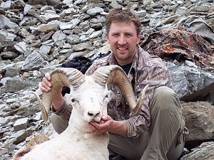 Young, but full-curl dall sheep